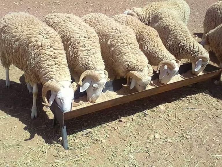 سلالة أغنام في الجزائر
