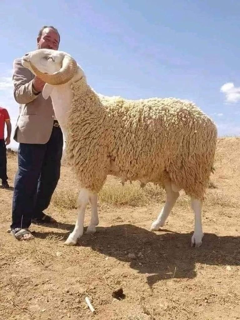 سلالة أولاد جلال الجزائرية