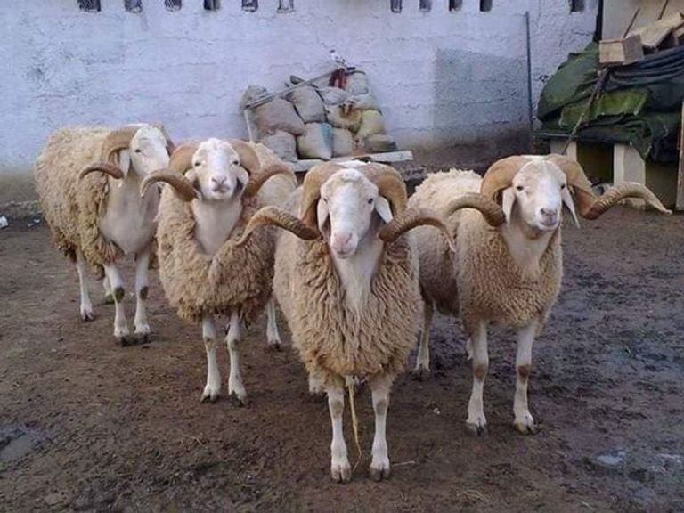 سلالة رامبي الجزائرية