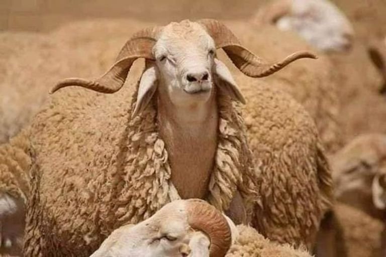 سلالة رامبي الجزائرية
