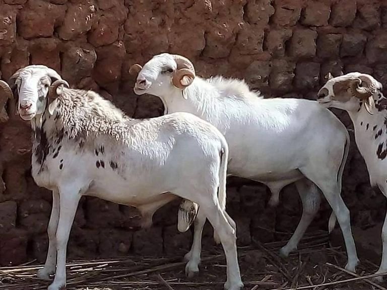 سلالة السيداون الجزائرية
