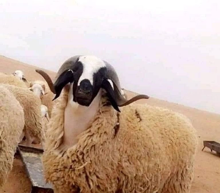 سلالة تعظيمت الجزائرية