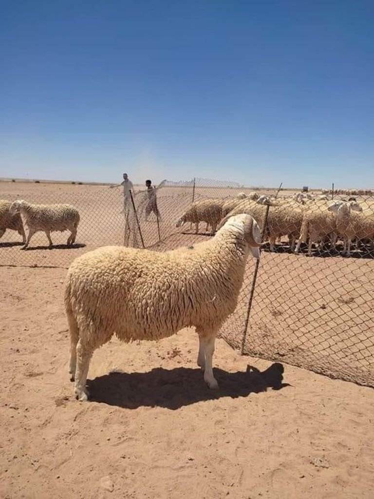سلالة تعظيمت الجزائرية